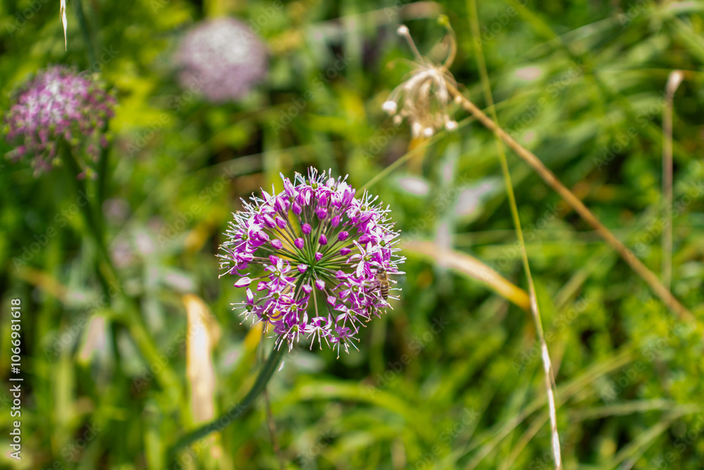 a purple flower with a purple flower in the middle of it a purple flower with a purple flower in the middle of it