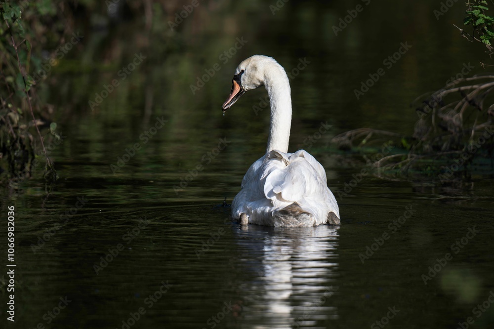 Mute swan, Cygnus olor on the Somerset Levels Mute swan, Cygnus olor on the Somerset Levels
