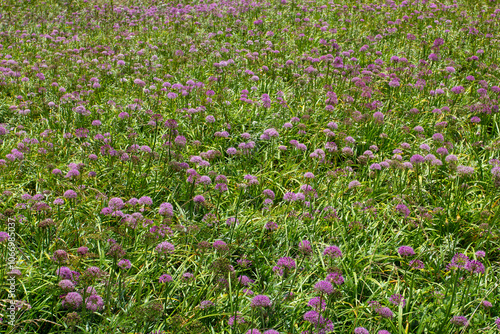 purple flowers in a field of grass with a purple flower.