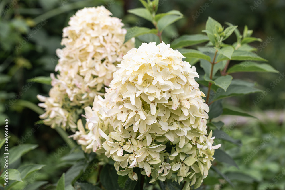 Hydrangea paniculata Skyfall. The inflorescence consists of sterile flowers, dense, large. It blooms greenish, then becomes white and later pink flowers. Hydrangea paniculata Skyfall. The inflorescence consists of sterile flowers, dense, large. It blooms greenish, then becomes white and later pink flowers.