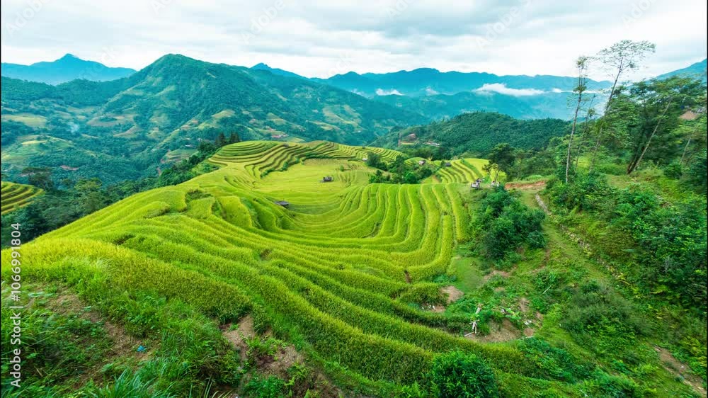 Lush rice field terraces during harvesting in countryside at Vietnam Lush rice field terraces during harvesting in countryside at Vietnam