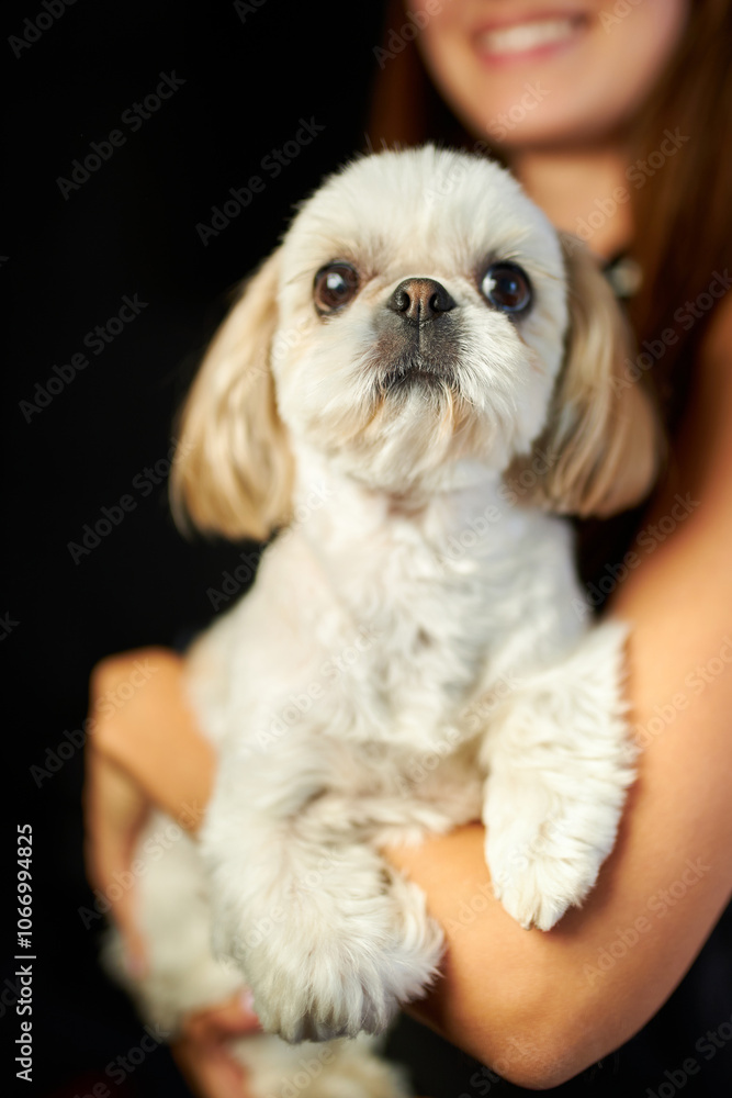 girl holding cute maltipoo dog close up on dark background, dog love concept. girl holding cute maltipoo dog close up on dark background, dog love concept.