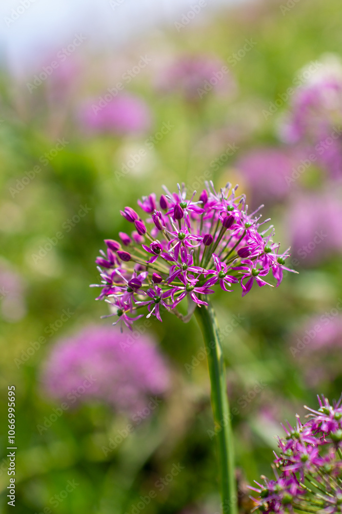a purple flower with purple petals and the purple petals a purple flower with purple petals and the purple petals