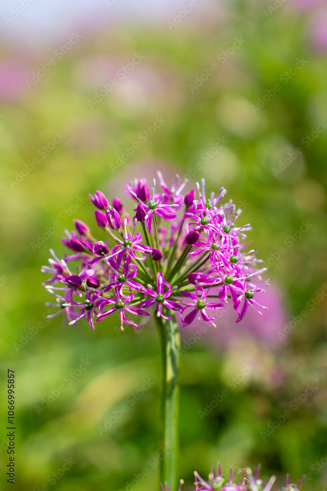a purple flower with purple petals and the purple petals a purple flower with purple petals and the purple petals