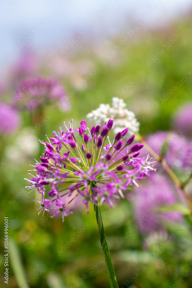 a purple flower with purple petals and the purple petals a purple flower with purple petals and the purple petals