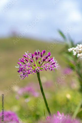 a purple flower with purple petals and the purple petals