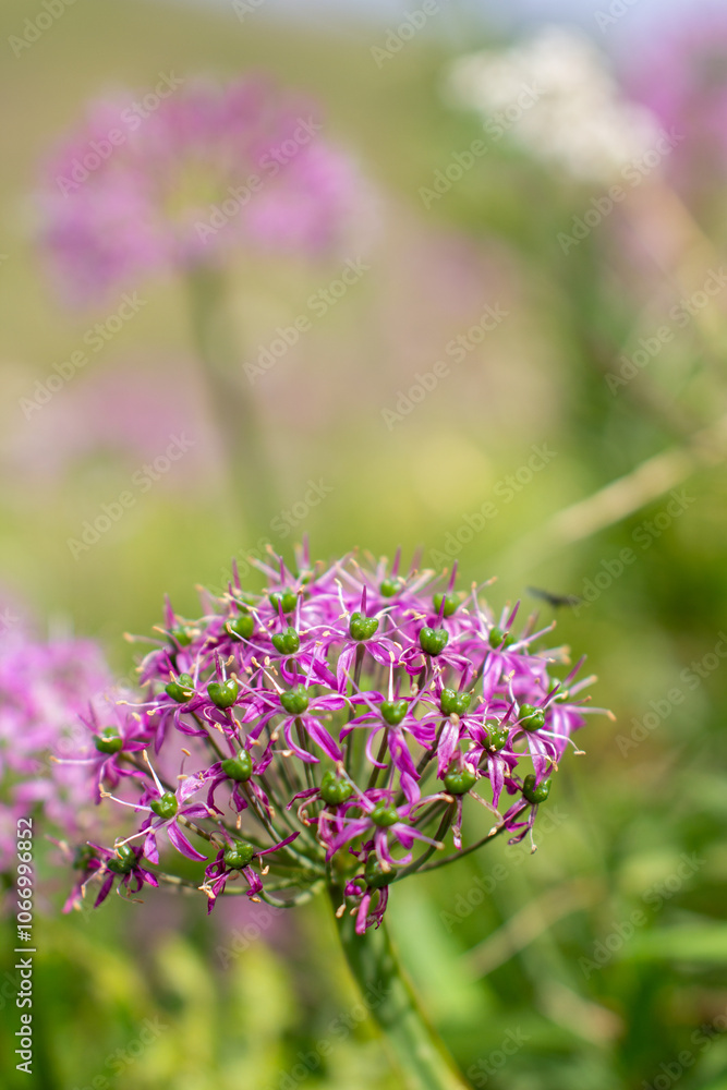 Obraz premium a purple flower with purple petals and the purple petals