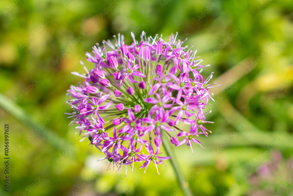 a purple flower with purple petals and the purple petals