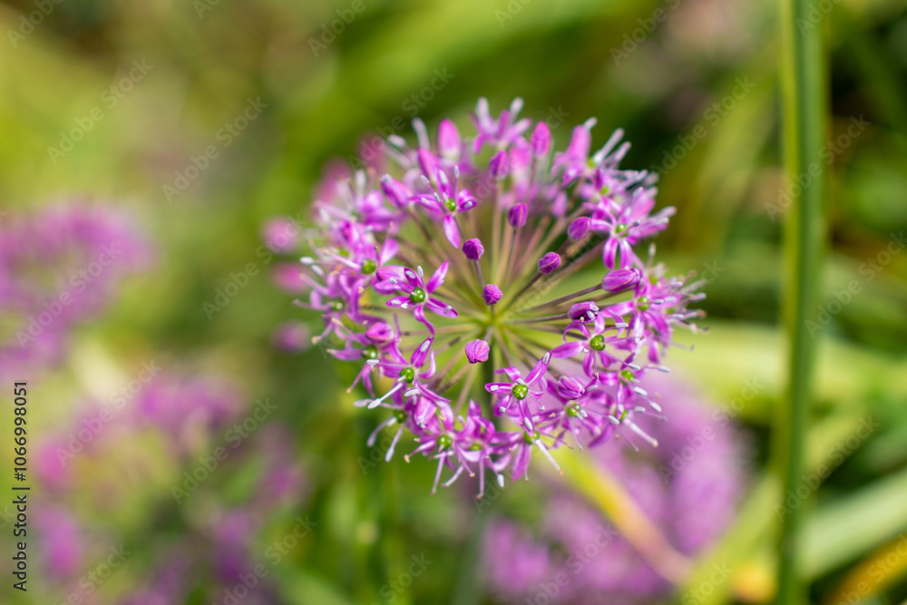 a purple flower with purple petals and the purple petals a purple flower with purple petals and the purple petals
