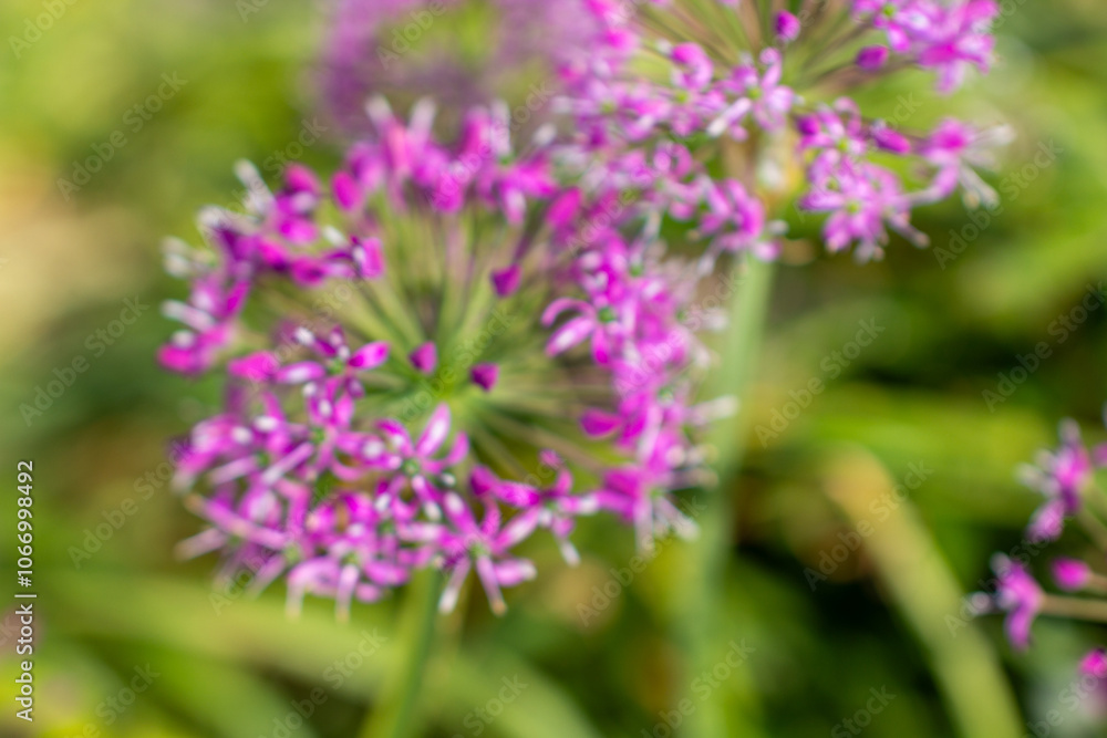 a purple flower with purple petals and the purple petals a purple flower with purple petals and the purple petals