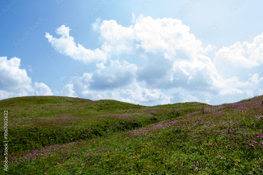 a green hill with purple flowers on it and a sky with clouds a green hill with purple flowers on it and a sky with clouds