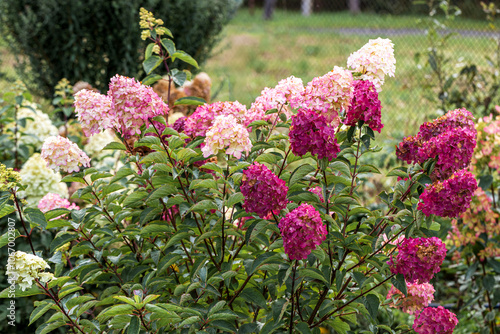 Photos Growing hydrangea paniculata in the garden