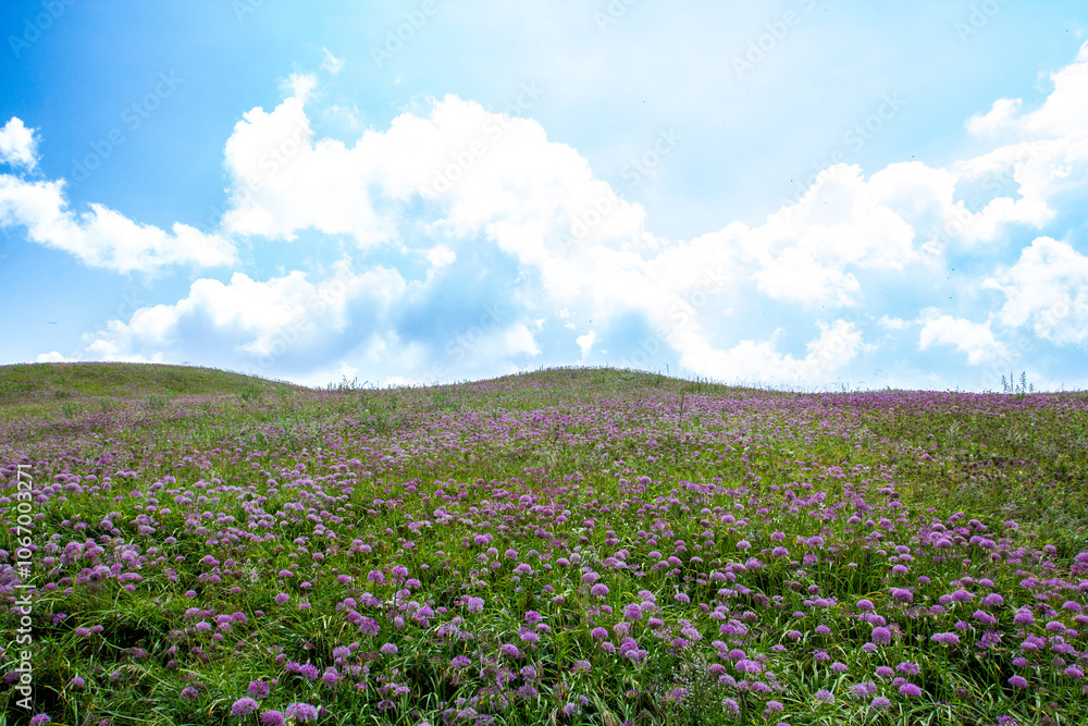 a green hill with purple flowers on it and a sky with clouds a green hill with purple flowers on it and a sky with clouds