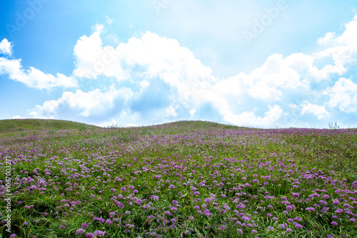 a green hill with purple flowers on it and a sky with clouds