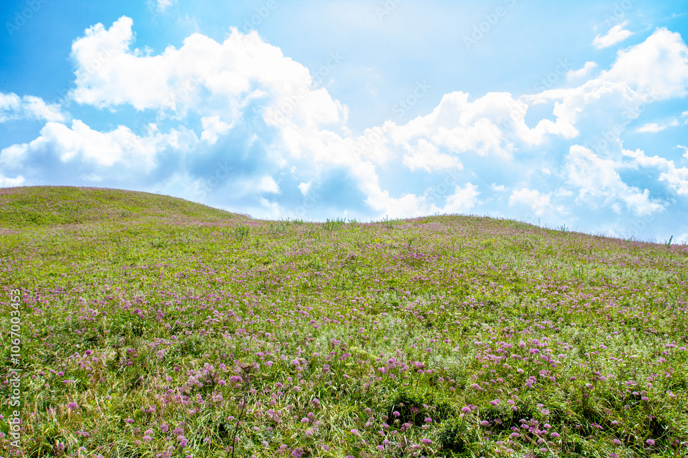 a field of wild flowers with a sky in the background a field of wild flowers with a sky in the background