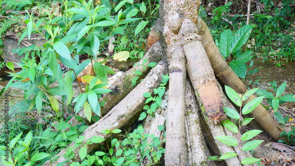 The tree's large roots have joints and knots The tree's large roots have joints and knots