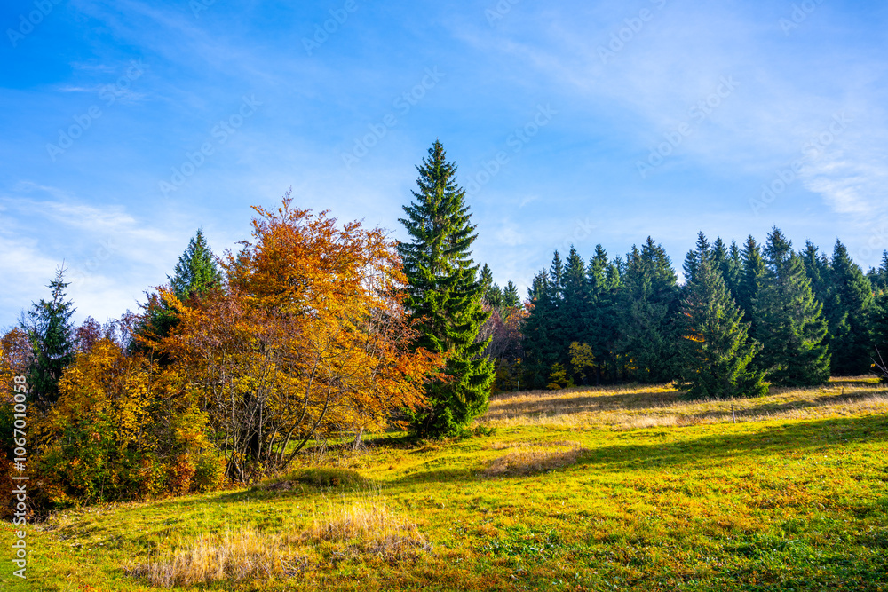 Fototapeta premium The vibrant autumn meadow of Jizerka showcases a blend of colorful foliage under a bright blue sky. Various trees stand tall amid the golden grasses, highlighting the beauty of fall in Czechia.