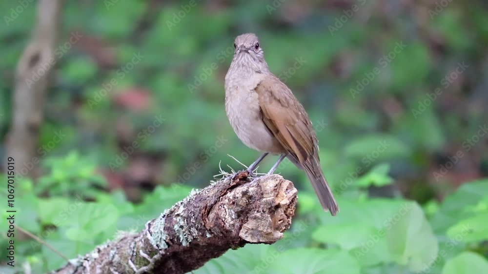 Pale-breasted thrush resting on tree branch. Pale-breasted thrush resting on tree branch.