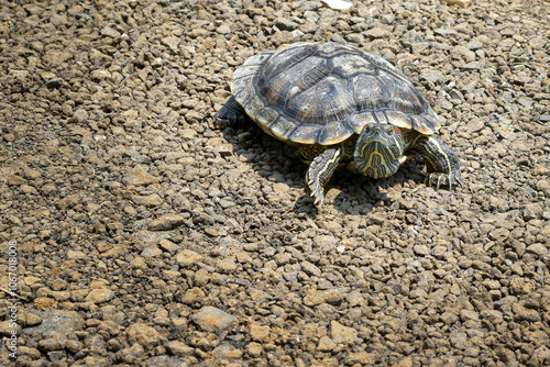 Turtle. Animal reptile. Tropical climate fauna, Baby turtles