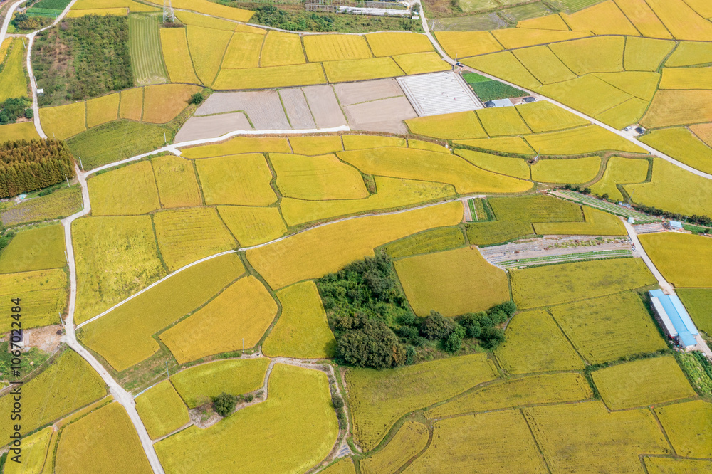Obraz premium A photograph of the yellow rice fields of rural Korea taken by a drone