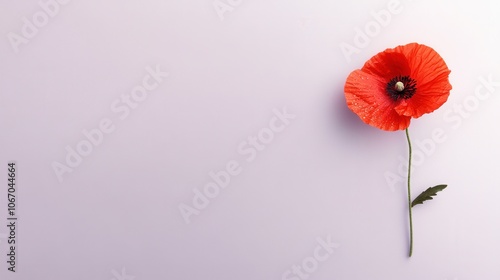 Explore the beauty of a single red poppy flower against a soft background for nature lovers