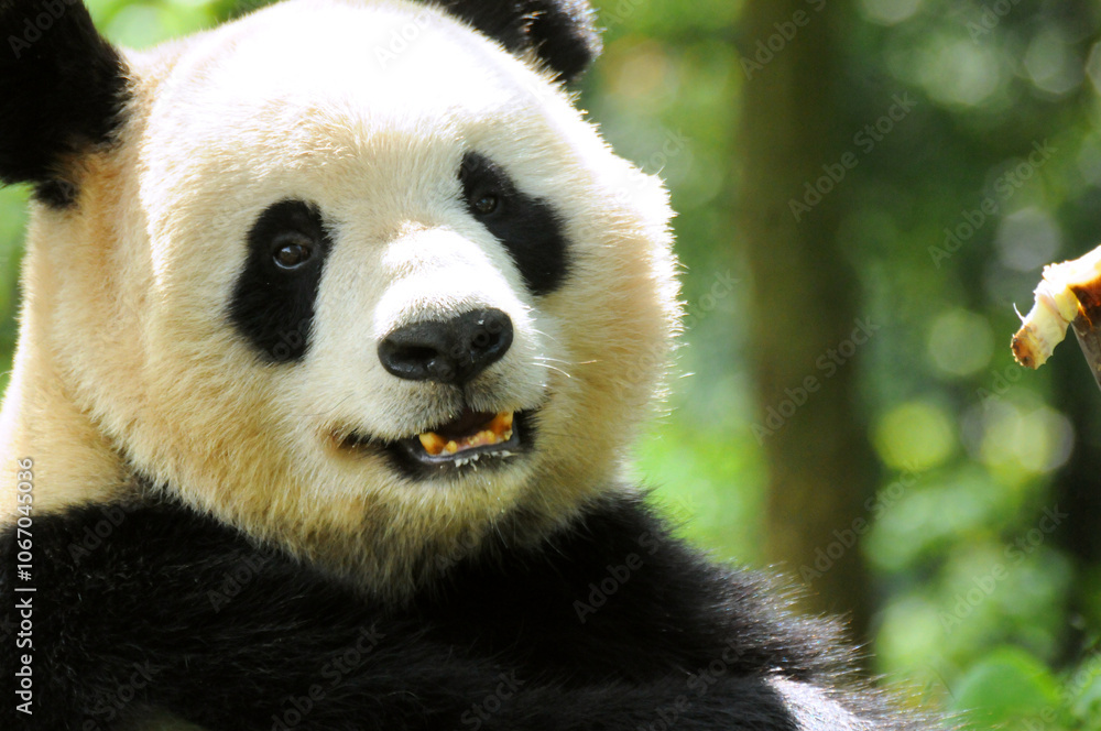 Giant panda photographed in the Wolong National Nature Reserve greedily eating bamboo Giant panda photographed in the Wolong National Nature Reserve greedily eating bamboo