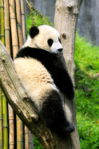 Giant panda cub photographed in the Wolong National Nature Reserve while he sleeps leaning against a tree after playing photo