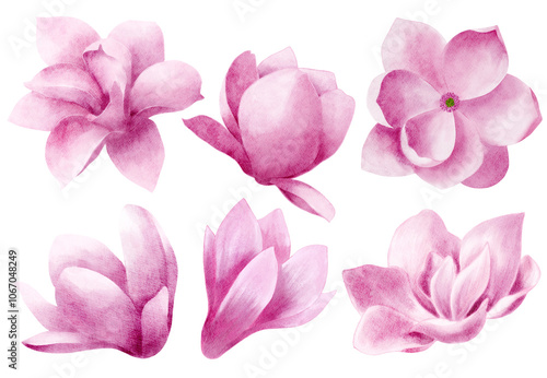 Pink magnolias top and side view, only buds, isolated objects. Watercolor illustration For the design and decoration of greeting cards, invitations photo