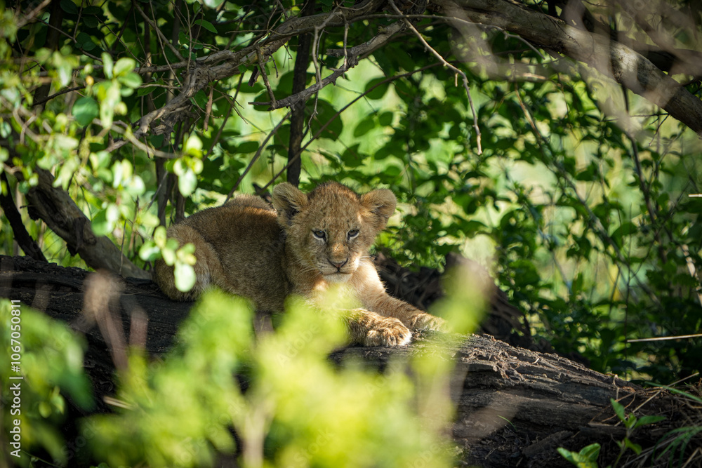 baby lion in the foliage in serengeti national park tanzania baby lion in the foliage in serengeti national park tanzania