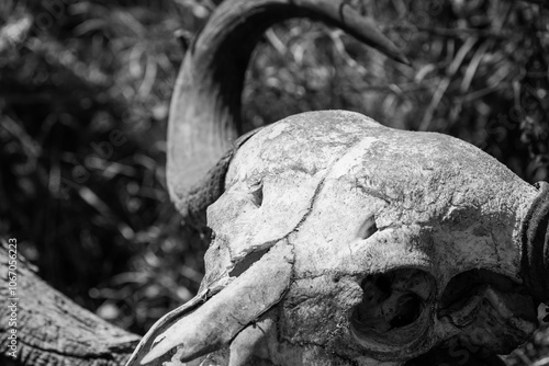 greyscale - grayscale - black and white close up of a buffalo skull in the serengeti tanzania safari