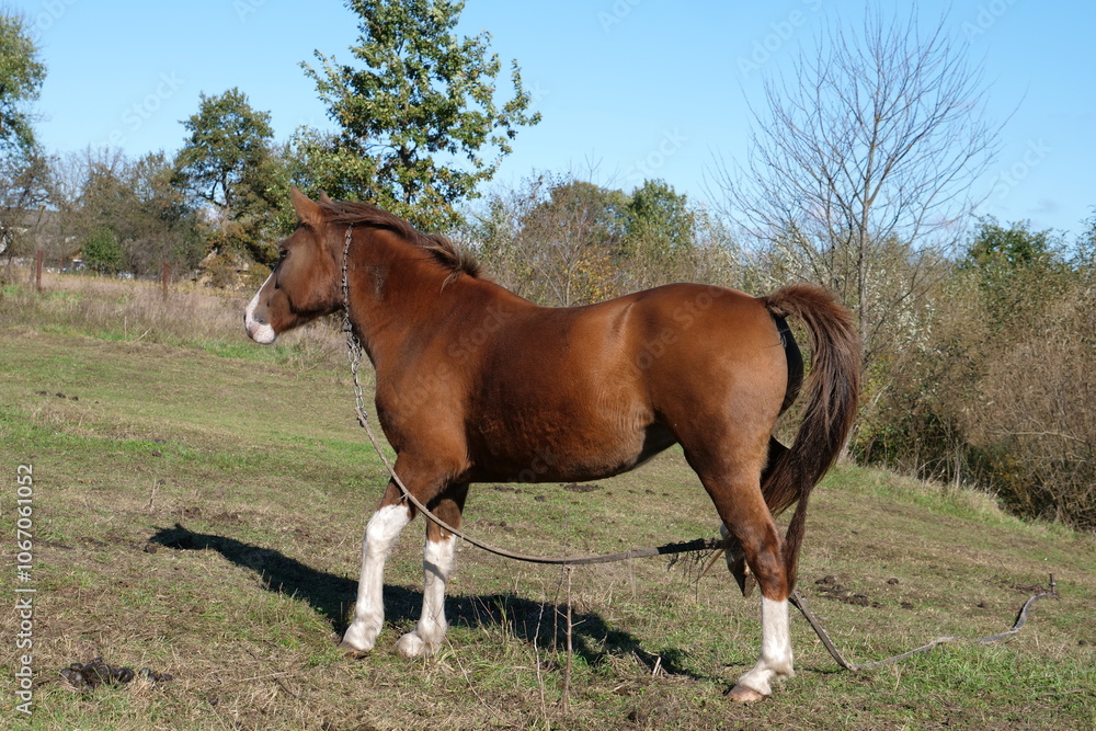 Horses graze in the field. Agriculture. Caring for horses. Horses graze in the field. Agriculture. Caring for horses.
