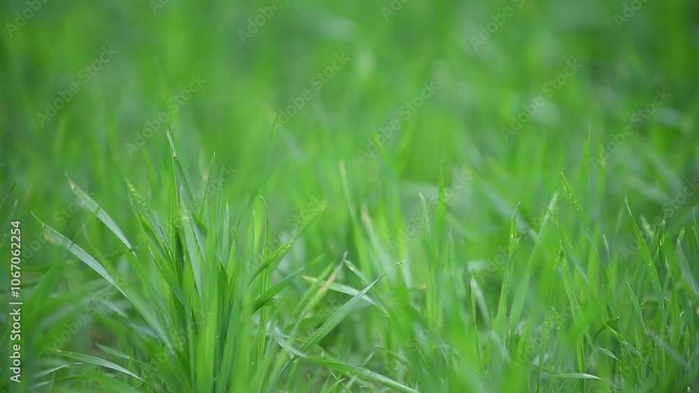 Close-up of fresh green grass blades gently swaying in the breeze, creating a natural and peaceful scene, perfect for showcasing lush greenery in a springtime setting Close-up of fresh green grass blades gently swaying in the breeze, creating a natural and peaceful scene, perfect for showcasing lush greenery in a springtime setting