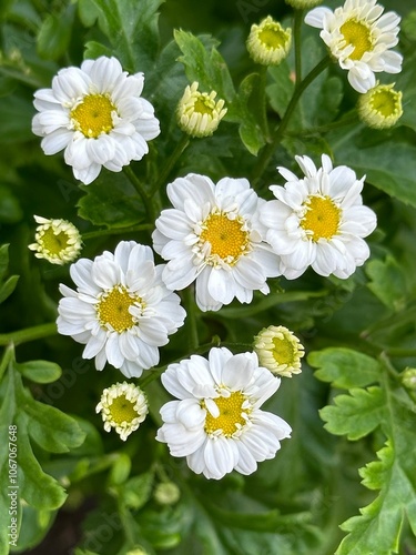 Tanacetum parthenium (feverfew) flowers photo