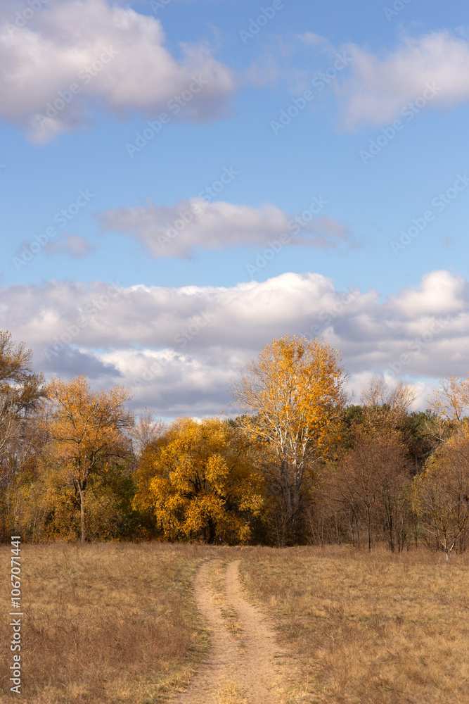 a tree with yellow leaves is in a field with a sky background. a tree with yellow leaves is in a field with a sky background.