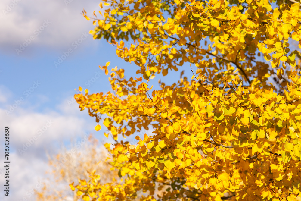 a tree with yellow leaves is in a field with a sky background. a tree with yellow leaves is in a field with a sky background.