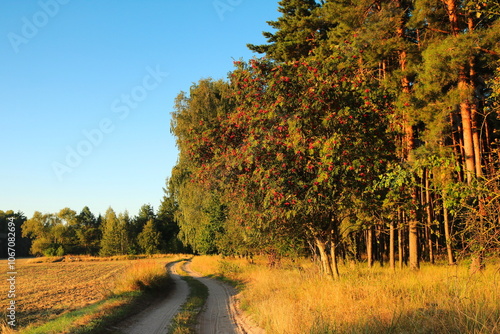 Jarzębina