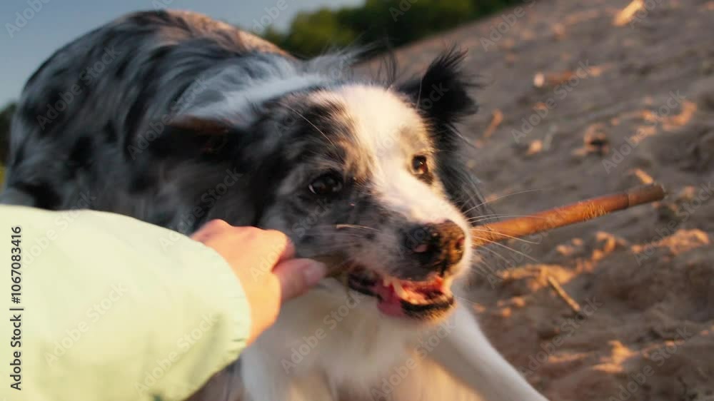 Border Collie engaged in a tug of war with a stick on a sandy beach, interacting with a person. The dog appears determined and playful, enjoying the game. Border Collie engaged in a tug of war with a stick on a sandy beach, interacting with a person. The dog appears determined and playful, enjoying the game.