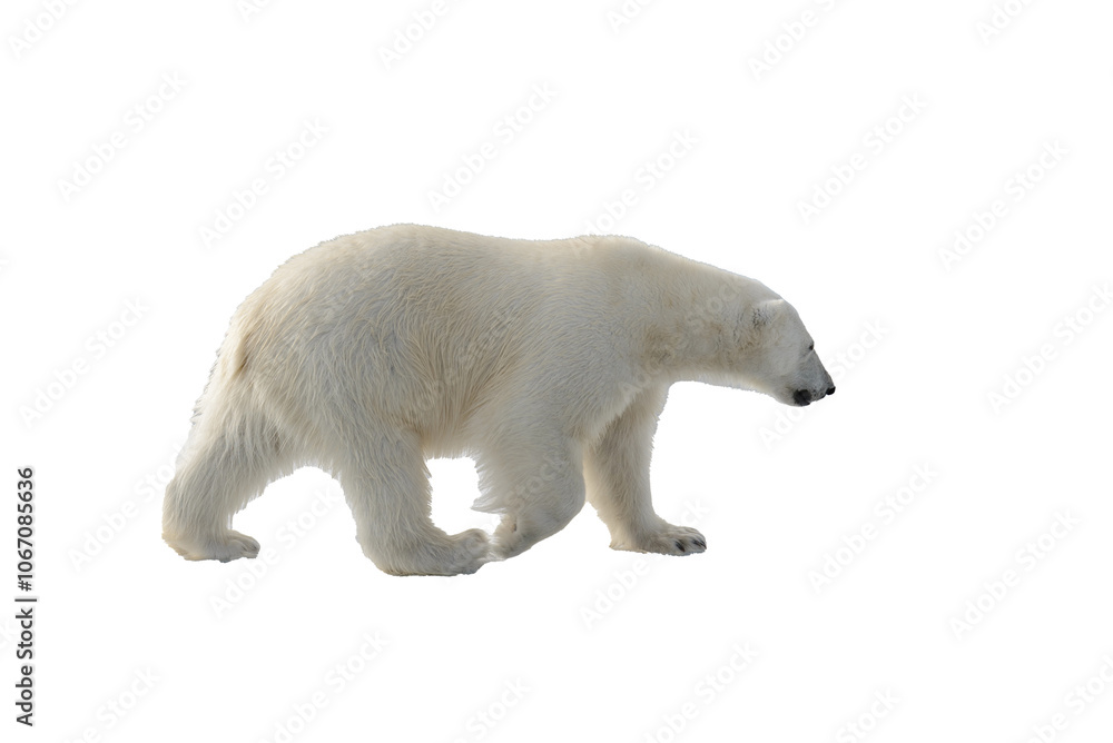 Fototapeta premium standing, environment, safe, no people, svalbard, polar bear, white background, weather, warm, collage, dangerous, ursus maritimus, wild animal, isolated on white, warming, white-background, power, hu