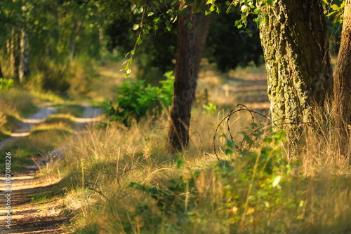Leśna droga