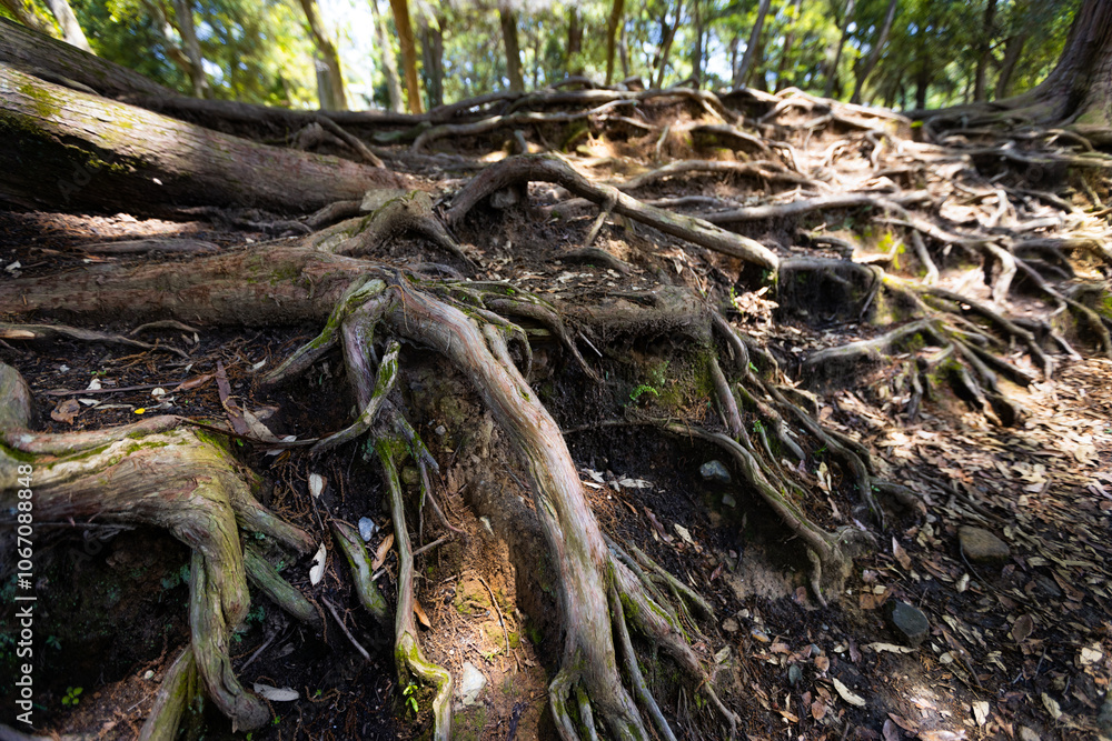 Detailed texture of the strong roots with green moss of an ancient tree in a forest Detailed texture of the strong roots with green moss of an ancient tree in a forest