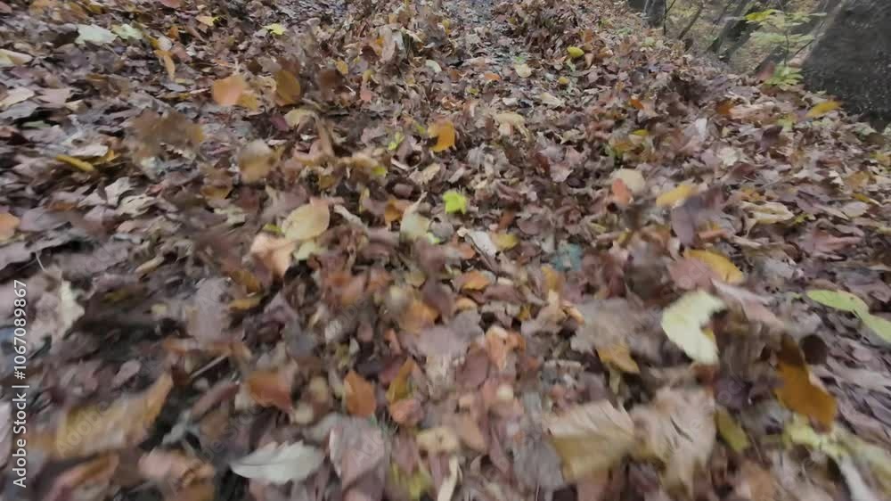 Dry fall leaves are blown out in a forest in Armenia at the daytime Dry fall leaves are blown out in a forest in Armenia at the daytime