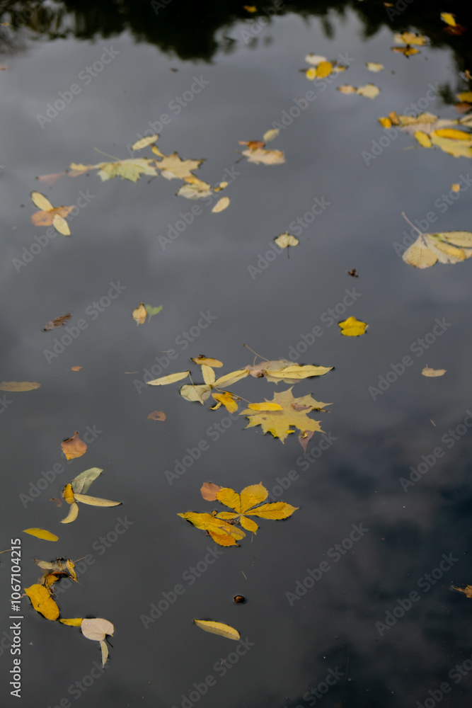 Autumn leaves float on the surface of the water. Fallen autumnal leaves on surface of lake. Nature's landscape Fallen orange leaf is sailing on dark lake water level. Autumn leaves float on the surface of the water. Fallen autumnal leaves on surface of lake. Nature's landscape Fallen orange leaf is sailing on dark lake water level.