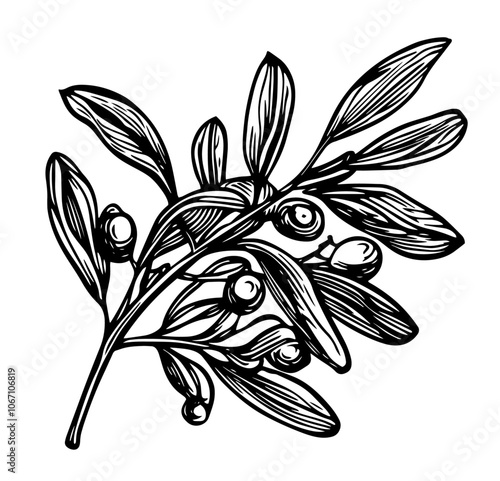 vintage christmas mistletoe illustrations in sketch style – black vector