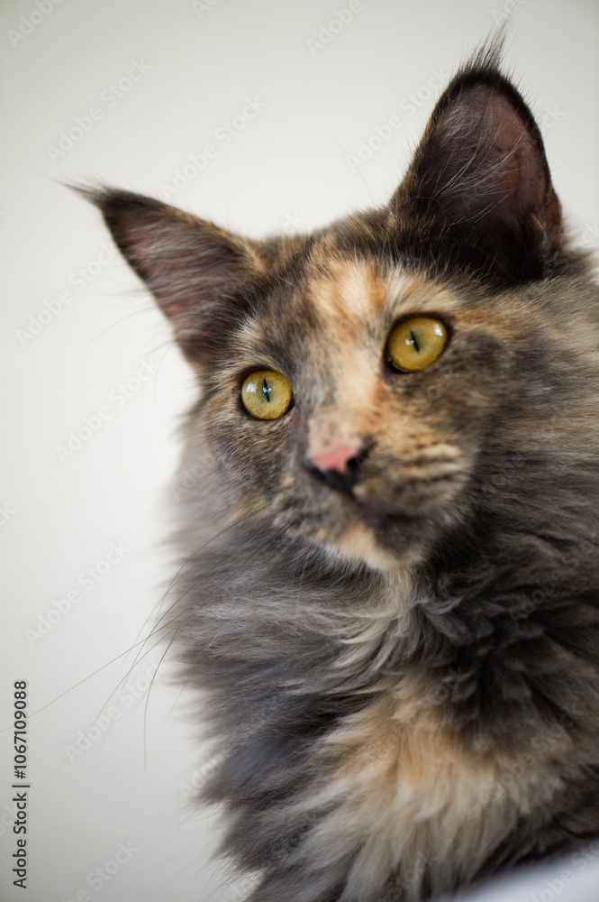 Porträt einer Norwegischen Waldkatze Porträt einer Norwegischen Waldkatze