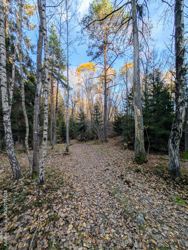 Fototapeta premium autumn in the woods
