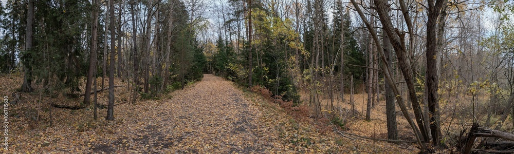 Panorama of forest path Autumn Panorama of forest path Autumn