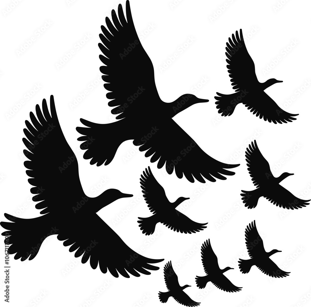 Bird Flying Silhouette collection Illustration with a white background Bird Flying Silhouette collection Illustration with a white background