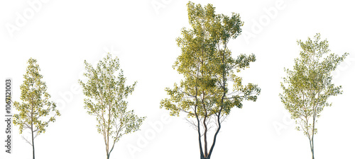 Populus alba and Alnus cordata (Italian alder) frontal set trees isolated png in sunset lighting on a transparent background perfectly cutout