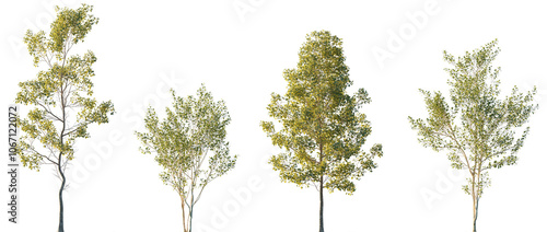 Fototapeta Naklejka Na Ścianę i Meble -  Populus alba and Alnus cordata (Italian alder) frontal set trees isolated png in sunset lighting on a transparent background premium cutout