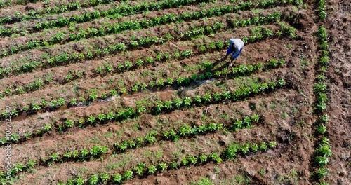 Aerial panning view. Black african subsistence farmer opening furrows with a hoe to manually water crops on a small scale vegetable farm